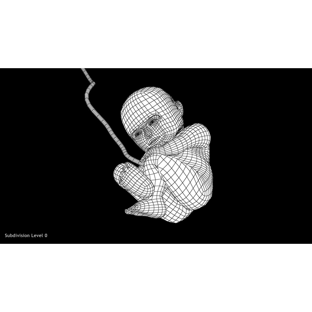 Animated Human Fetus 3D Model – Low Poly Rigged Asset, FBX, Blender - View 42