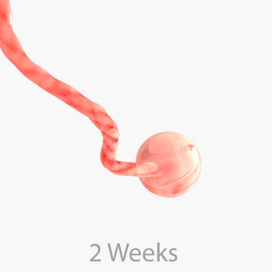 Animated Human Fetus 3D Model – Low Poly Rigged Asset, FBX, Blender - View 44