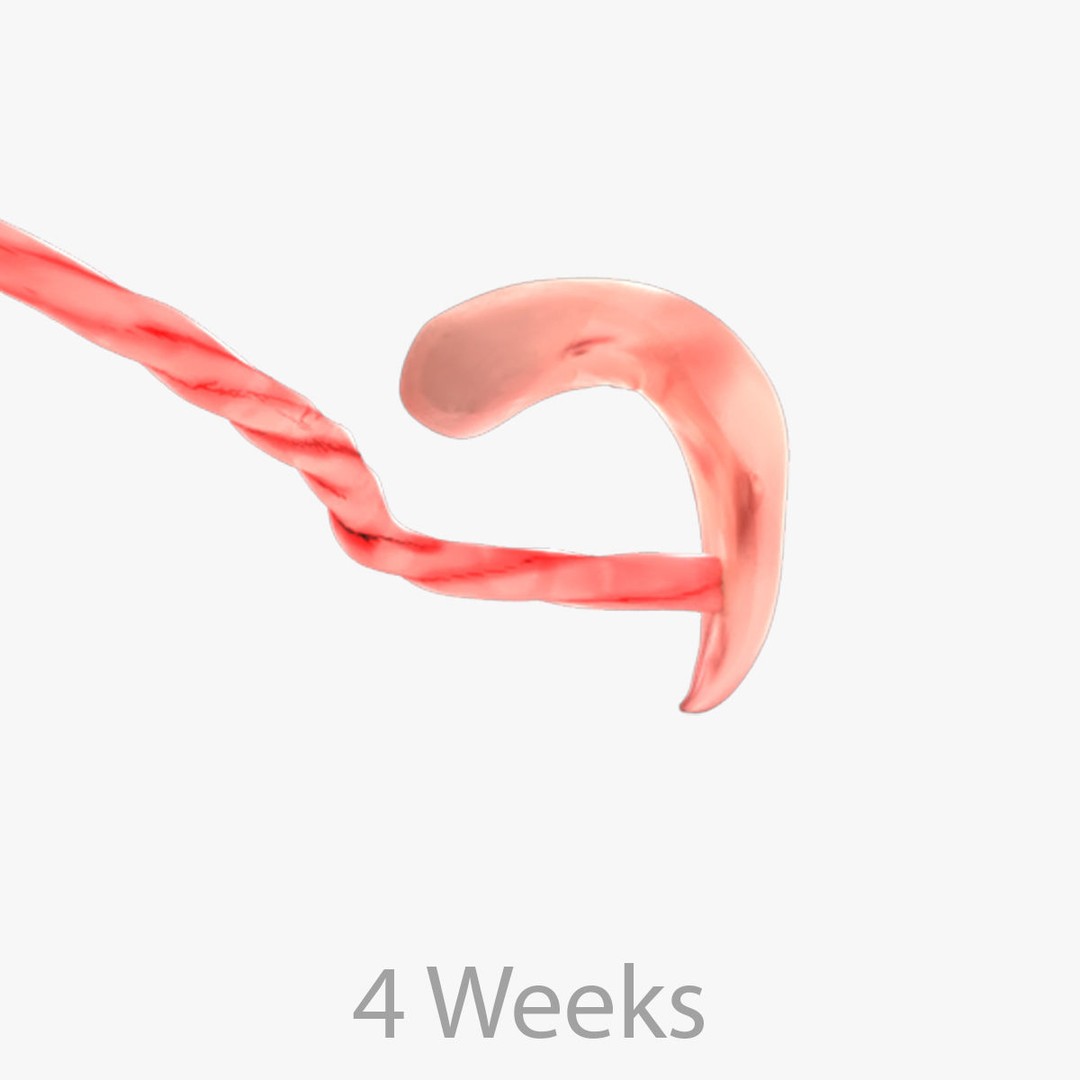 Animated Human Fetus 3D Model – Low Poly Rigged Asset, FBX, Blender - View 45