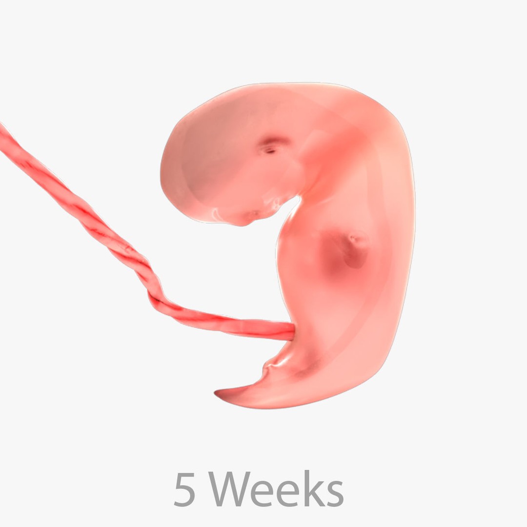 Animated Human Fetus 3D Model – Low Poly Rigged Asset, FBX, Blender - View 46