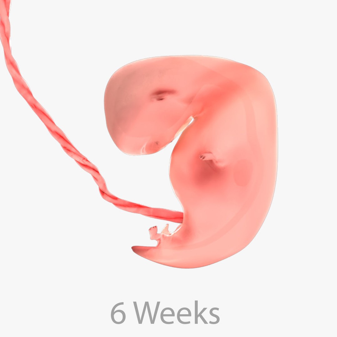 Animated Human Fetus 3D Model – Low Poly Rigged Asset, FBX, Blender - View 47