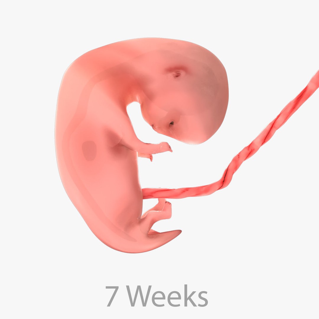Animated Human Fetus 3D Model – Low Poly Rigged Asset, FBX, Blender - View 48