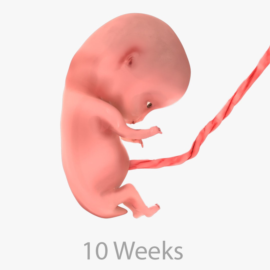 Animated Human Fetus 3D Model – Low Poly Rigged Asset, FBX, Blender - View 49
