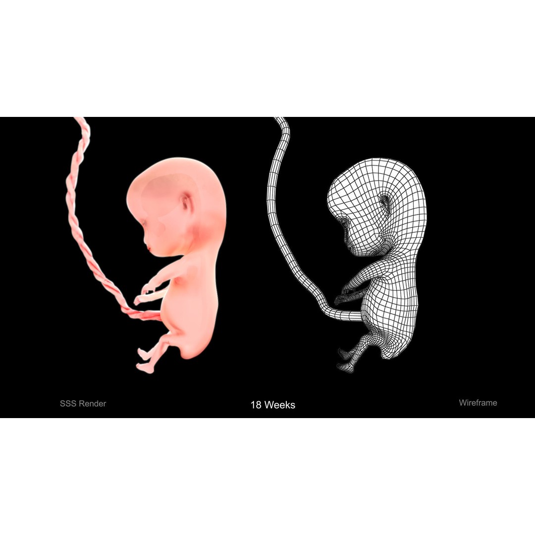 Animated Human Fetus 3D Model – Low Poly Rigged Asset, FBX, Blender - View 5