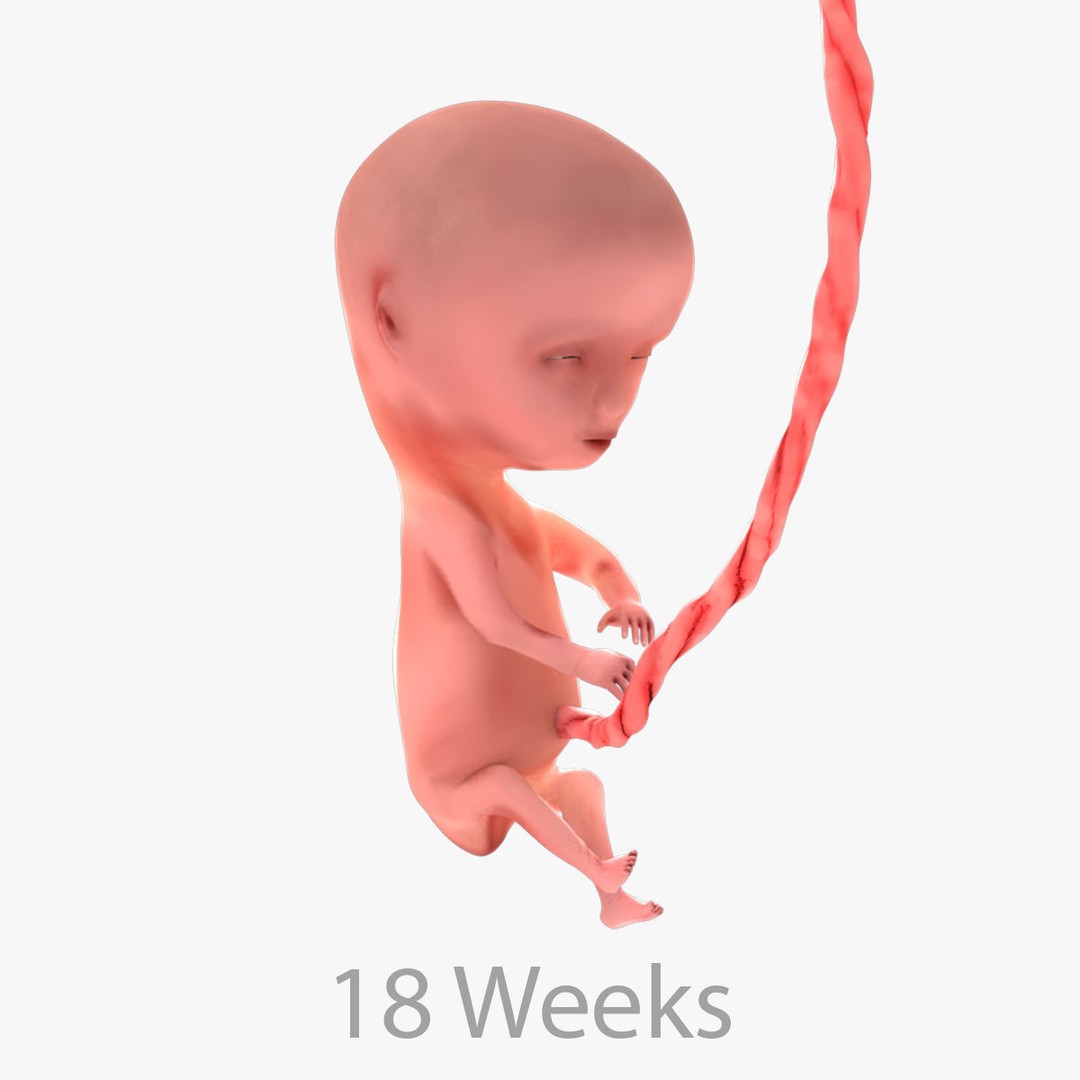 Animated Human Fetus 3D Model – Low Poly Rigged Asset, FBX, Blender - View 50