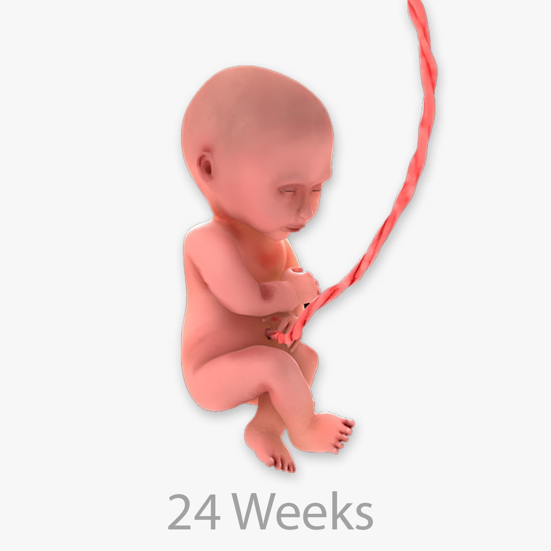 Animated Human Fetus 3D Model – Low Poly Rigged Asset, FBX, Blender - View 51