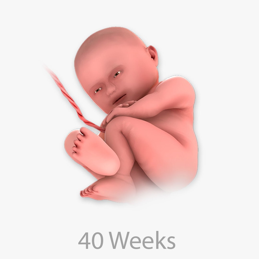 Animated Human Fetus 3D Model – Low Poly Rigged Asset, FBX, Blender - View 52
