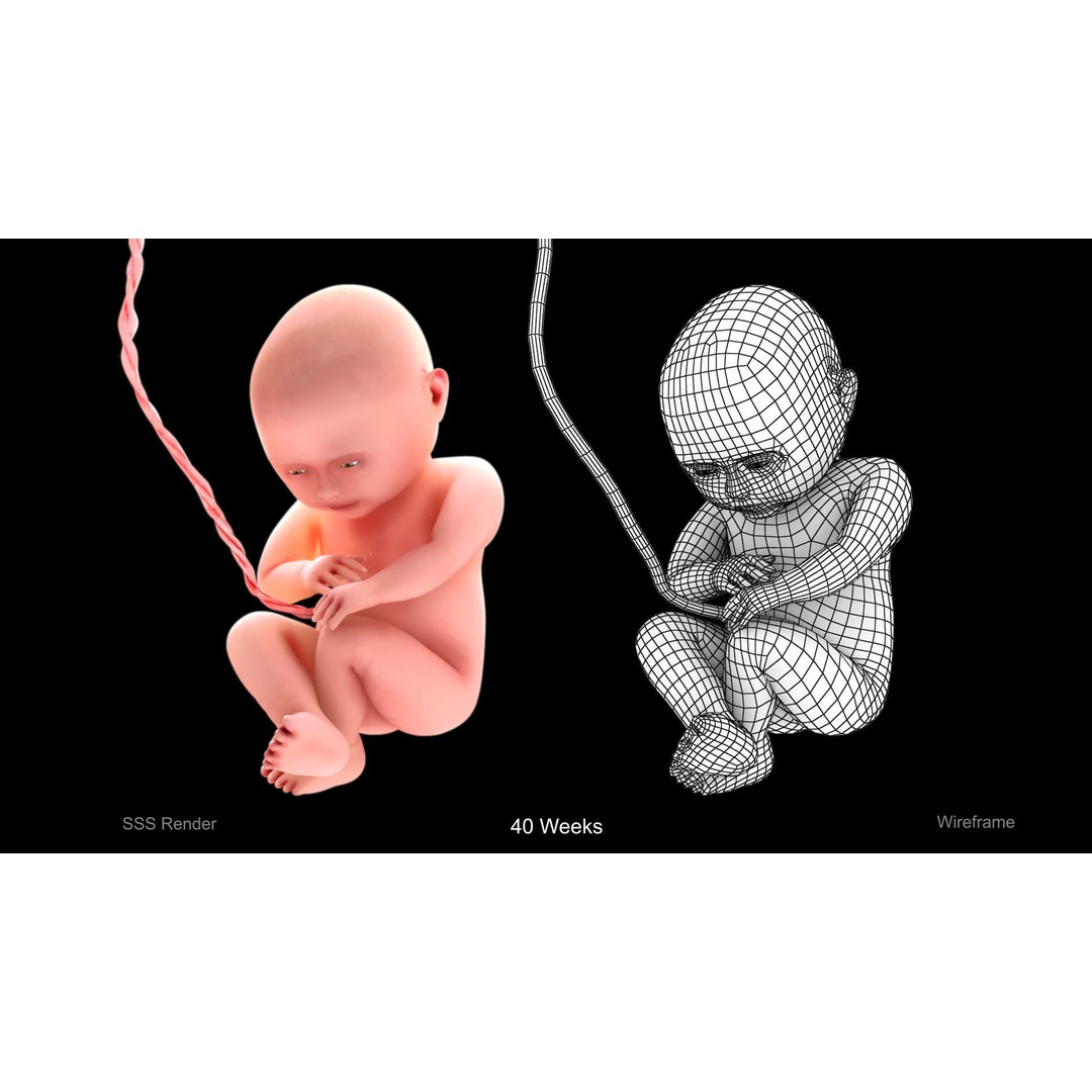 Animated Human Fetus 3D Model – Low Poly Rigged Asset, FBX, Blender - View 6