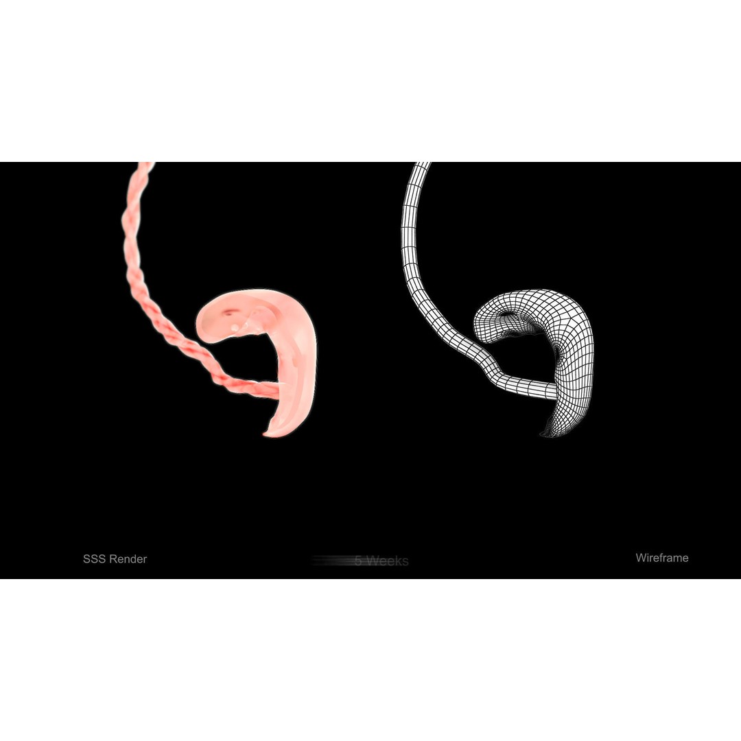 Animated Human Fetus 3D Model – Low Poly Rigged Asset, FBX, Blender - View 7