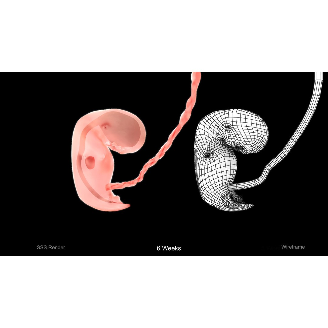 Animated Human Fetus 3D Model – Low Poly Rigged Asset, FBX, Blender - View 8