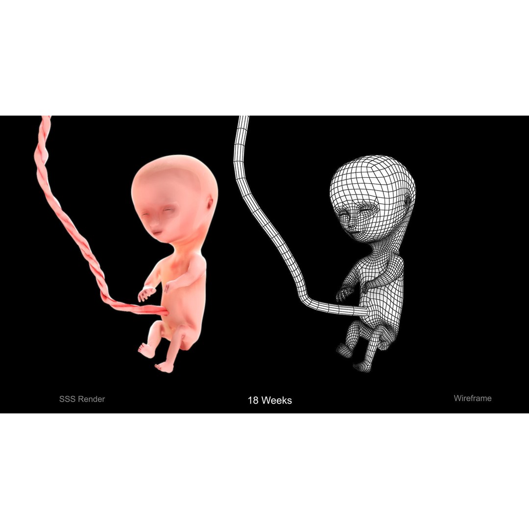 Animated Human Fetus 3D Model – Low Poly Rigged Asset, FBX, Blender - View 9