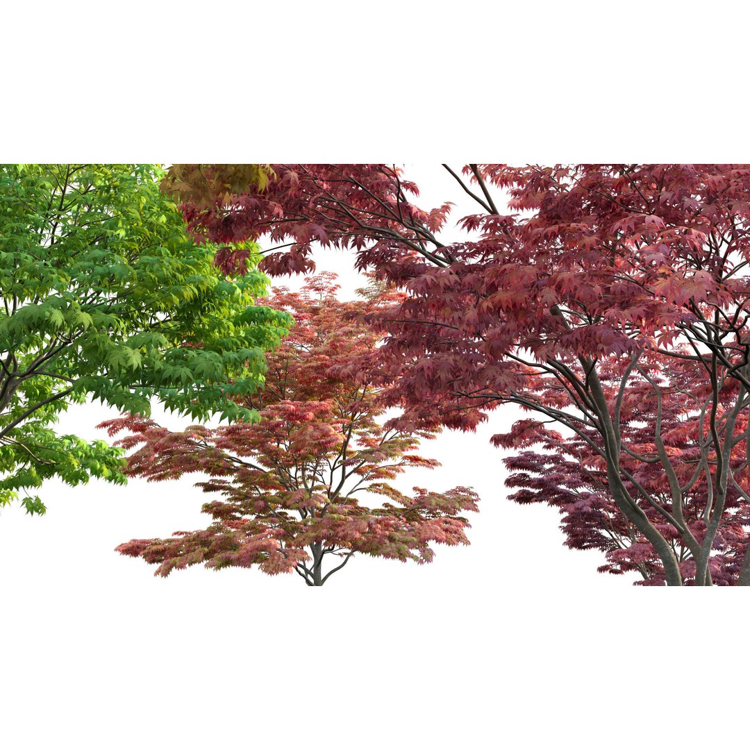 Acer Palmatum 3D Model – Japanese Maple Tree with PBR Materials - View 10
