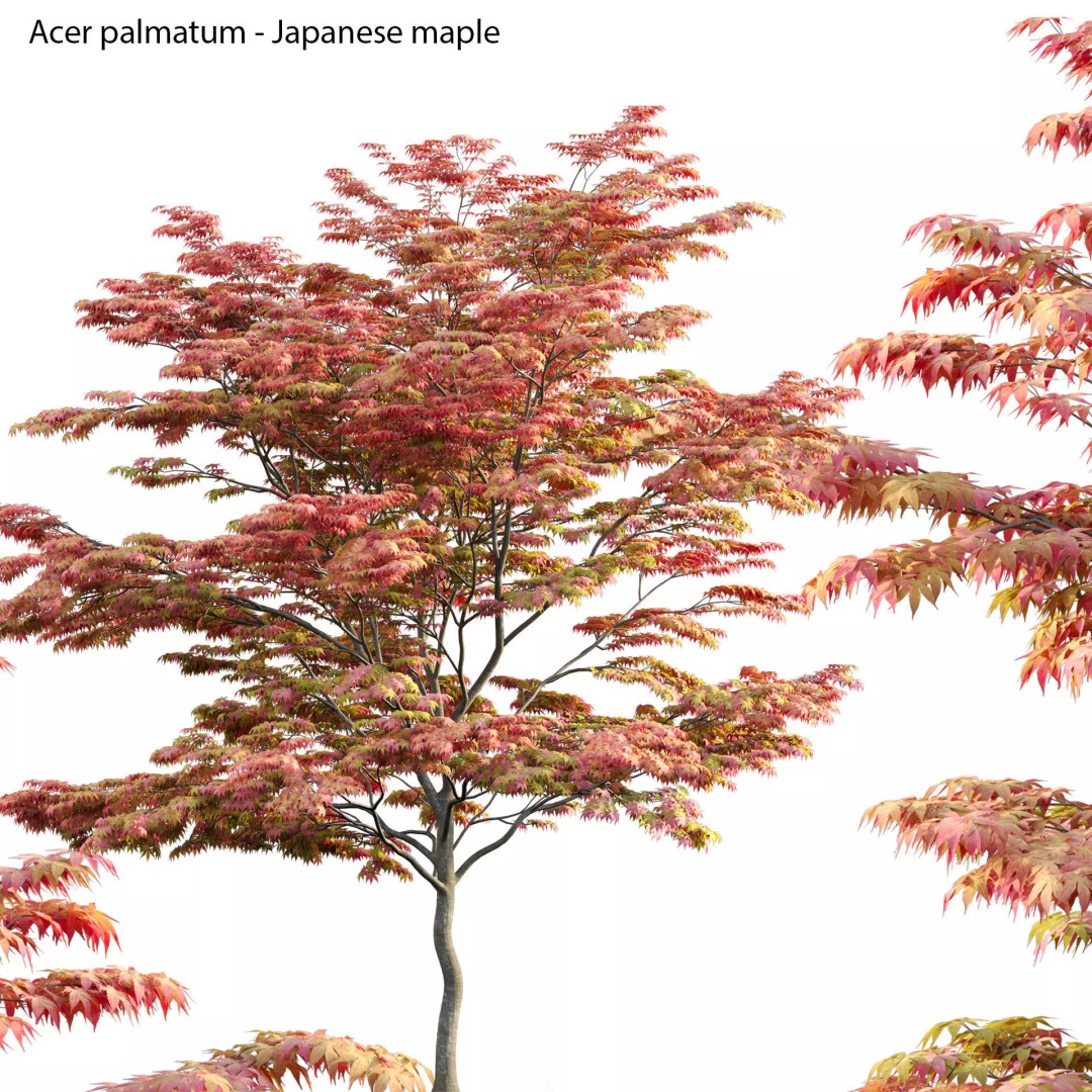 Acer Palmatum 3D Model – Japanese Maple Tree with PBR Materials - View 2