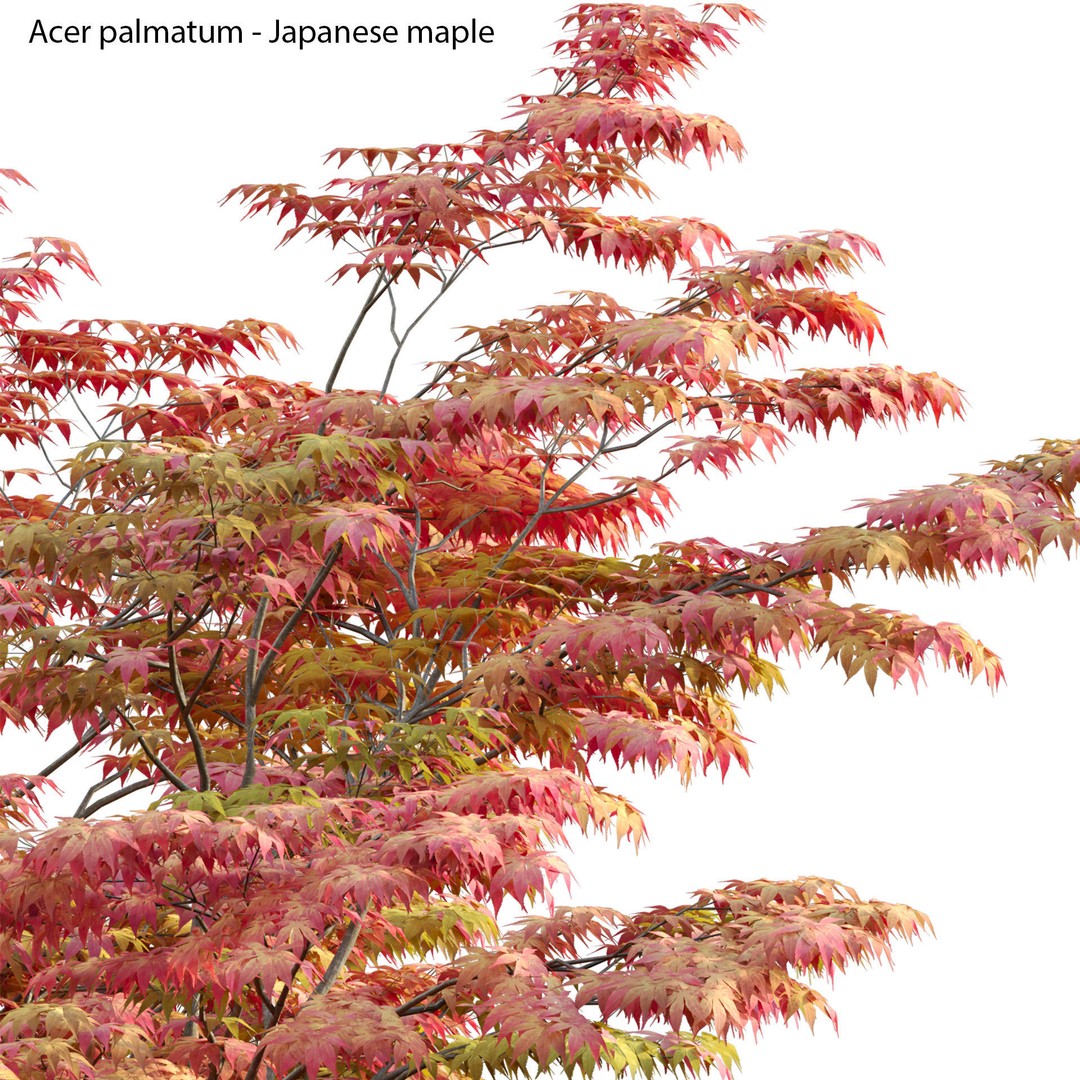 Acer Palmatum 3D Model – Japanese Maple Tree with PBR Materials - View 3