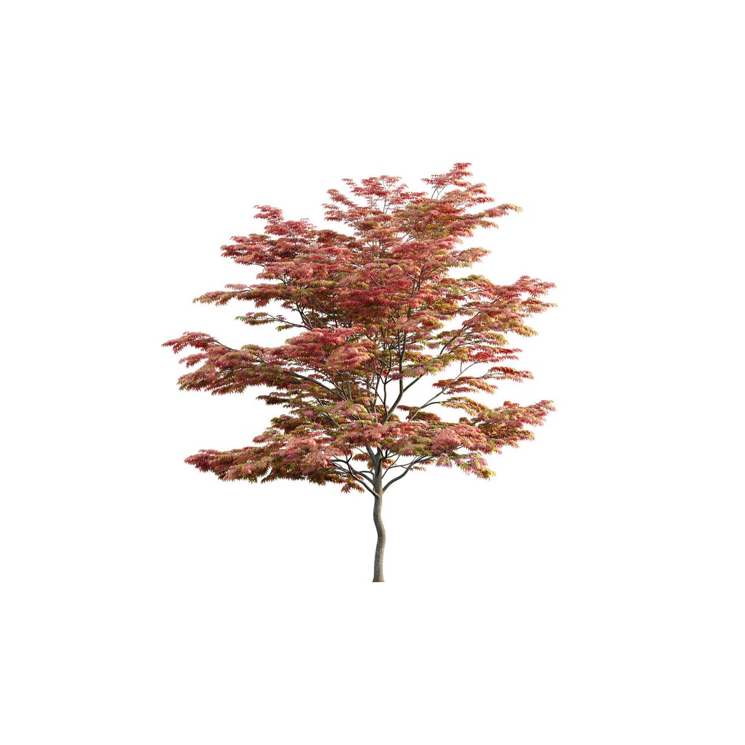 Acer Palmatum 3D Model – Japanese Maple Tree with PBR Materials - View 4