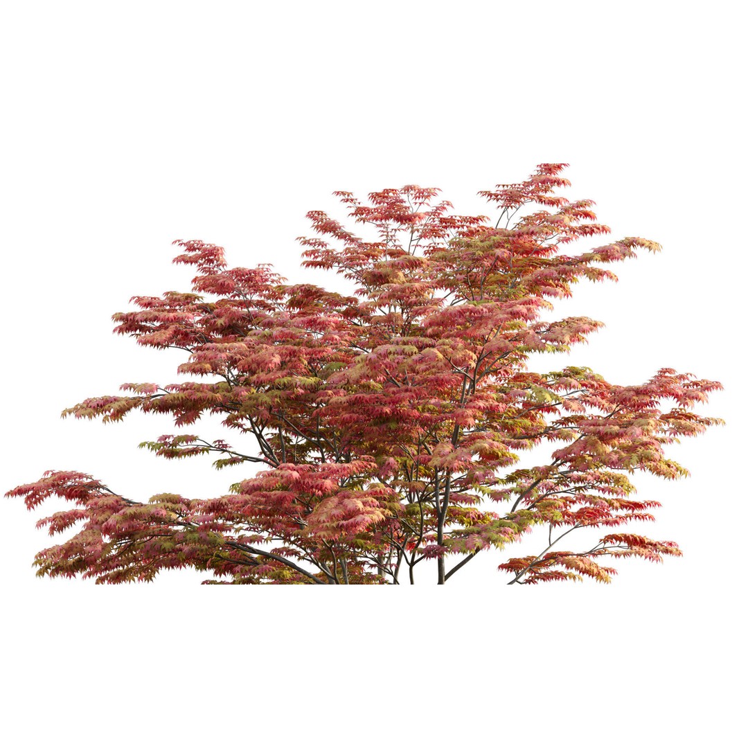 Acer Palmatum 3D Model – Japanese Maple Tree with PBR Materials - View 5