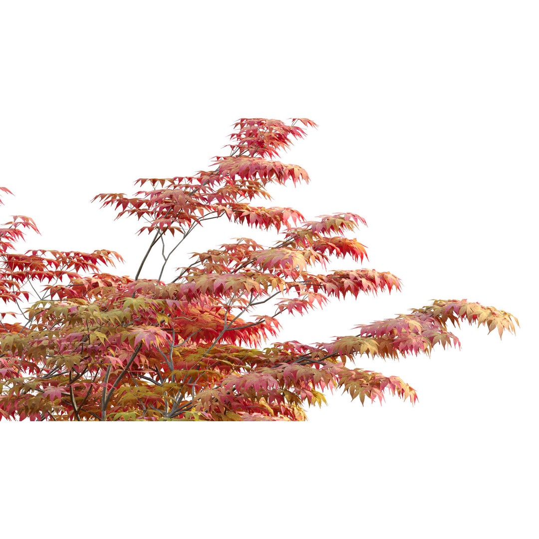 Acer Palmatum 3D Model – Japanese Maple Tree with PBR Materials - View 6