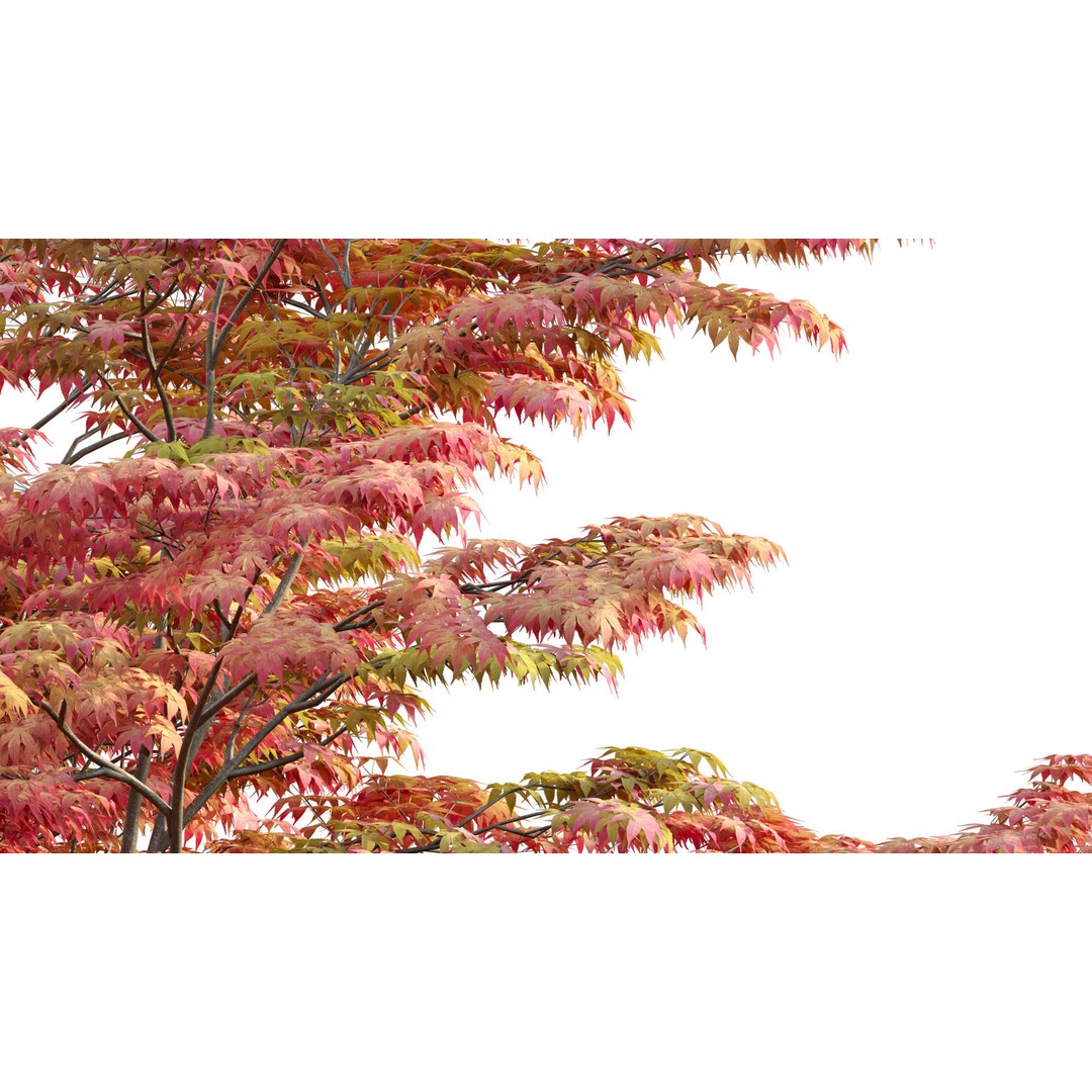 Acer Palmatum 3D Model – Japanese Maple Tree with PBR Materials - View 7