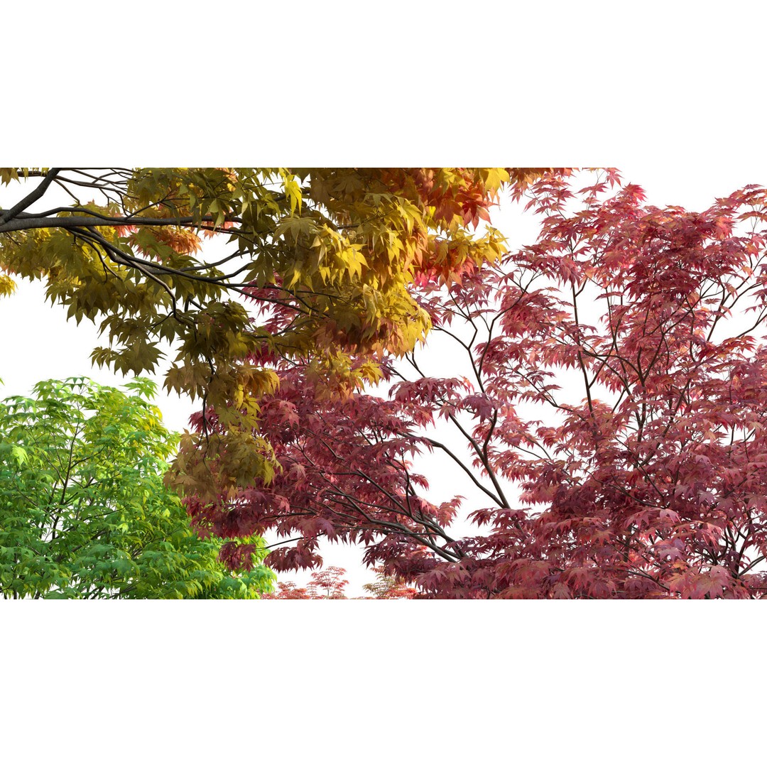 Acer Palmatum 3D Model – Japanese Maple Tree with PBR Materials - View 9