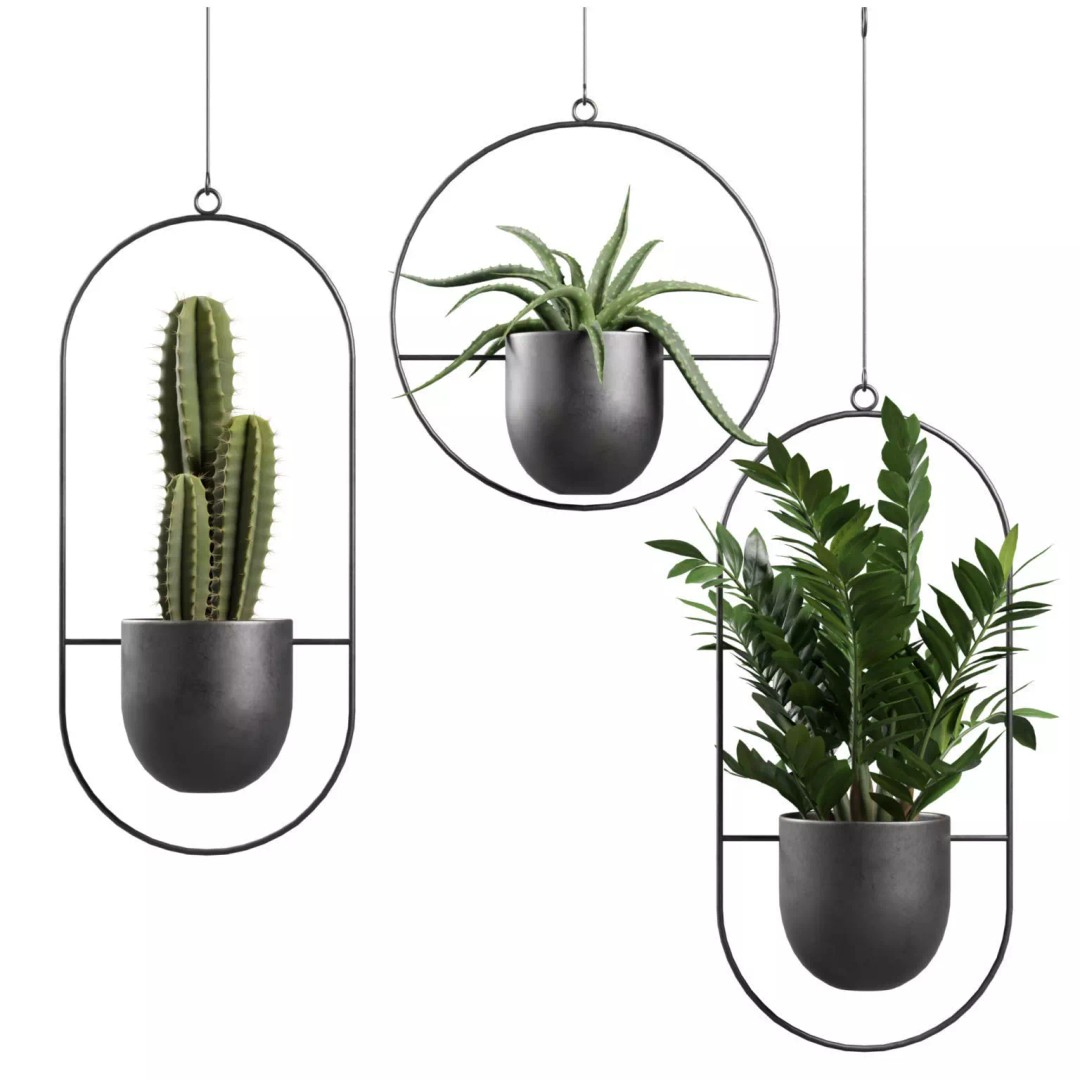 Hanging Plants 03 3D Model – Exotic Indoor Pot Plants, PBR Textures - View 2