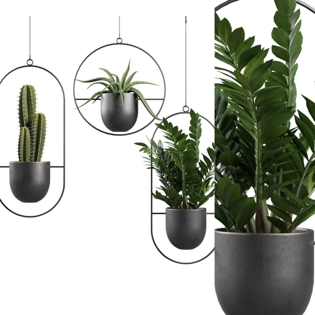 Hanging Plants 03 3D Model – Exotic Indoor Pot Plants, PBR Textures - View 3