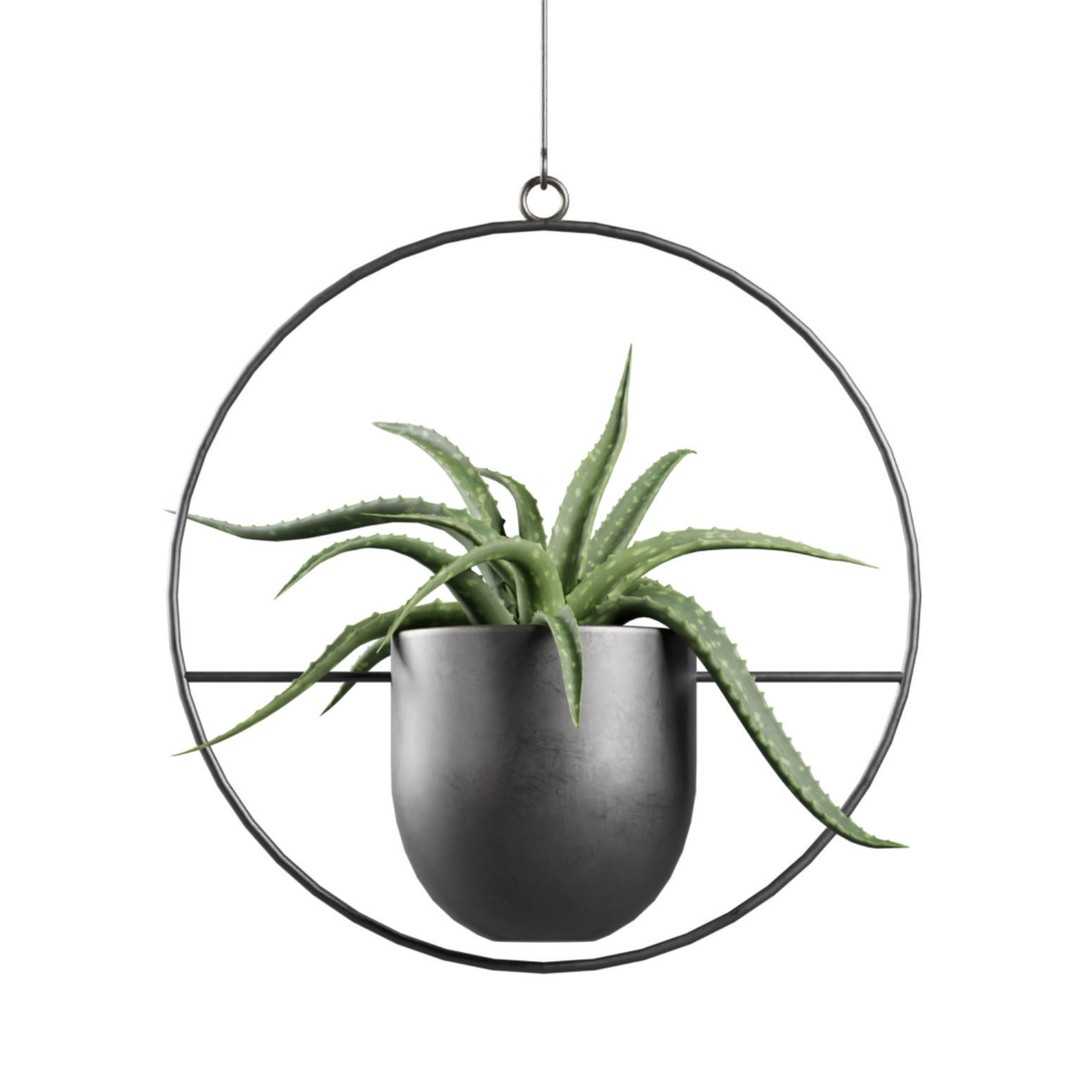 Hanging Plants 03 3D Model – Exotic Indoor Pot Plants, PBR Textures - View 5