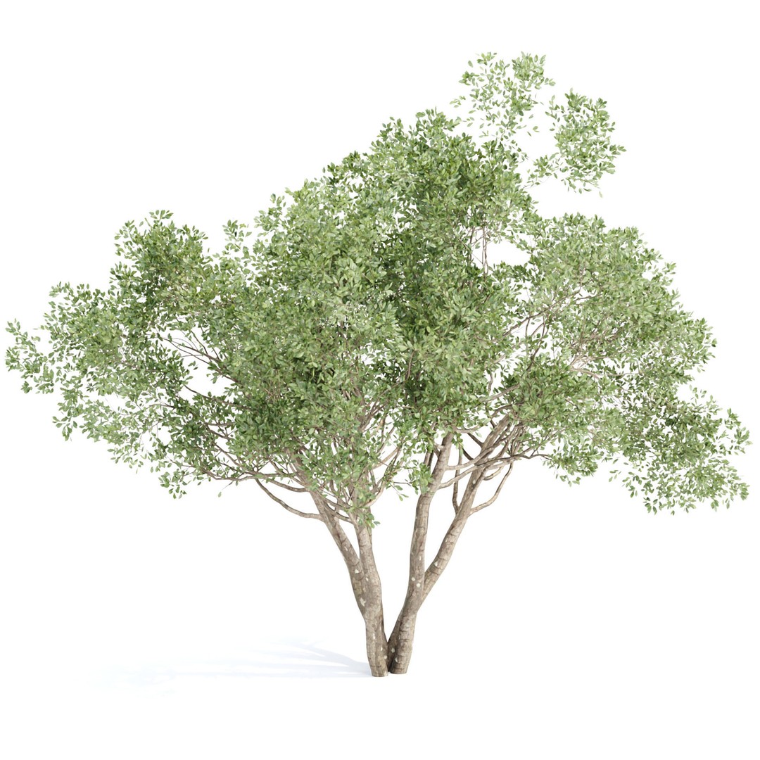 Outdoor Plants 3D Model – PBR Bush Collection, FBX & OBJ