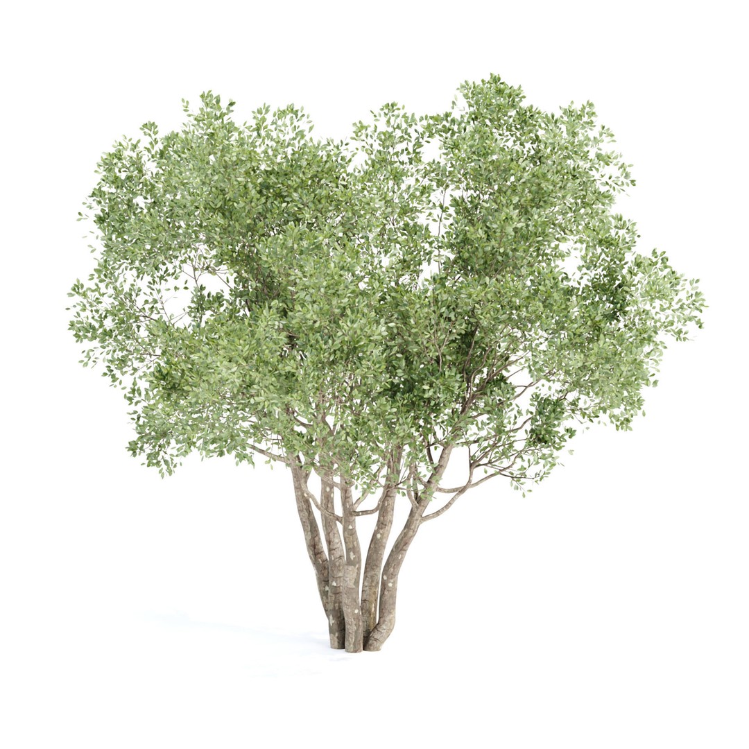 Outdoor Plants 3D Model – PBR Bush Collection, FBX & OBJ - View 10