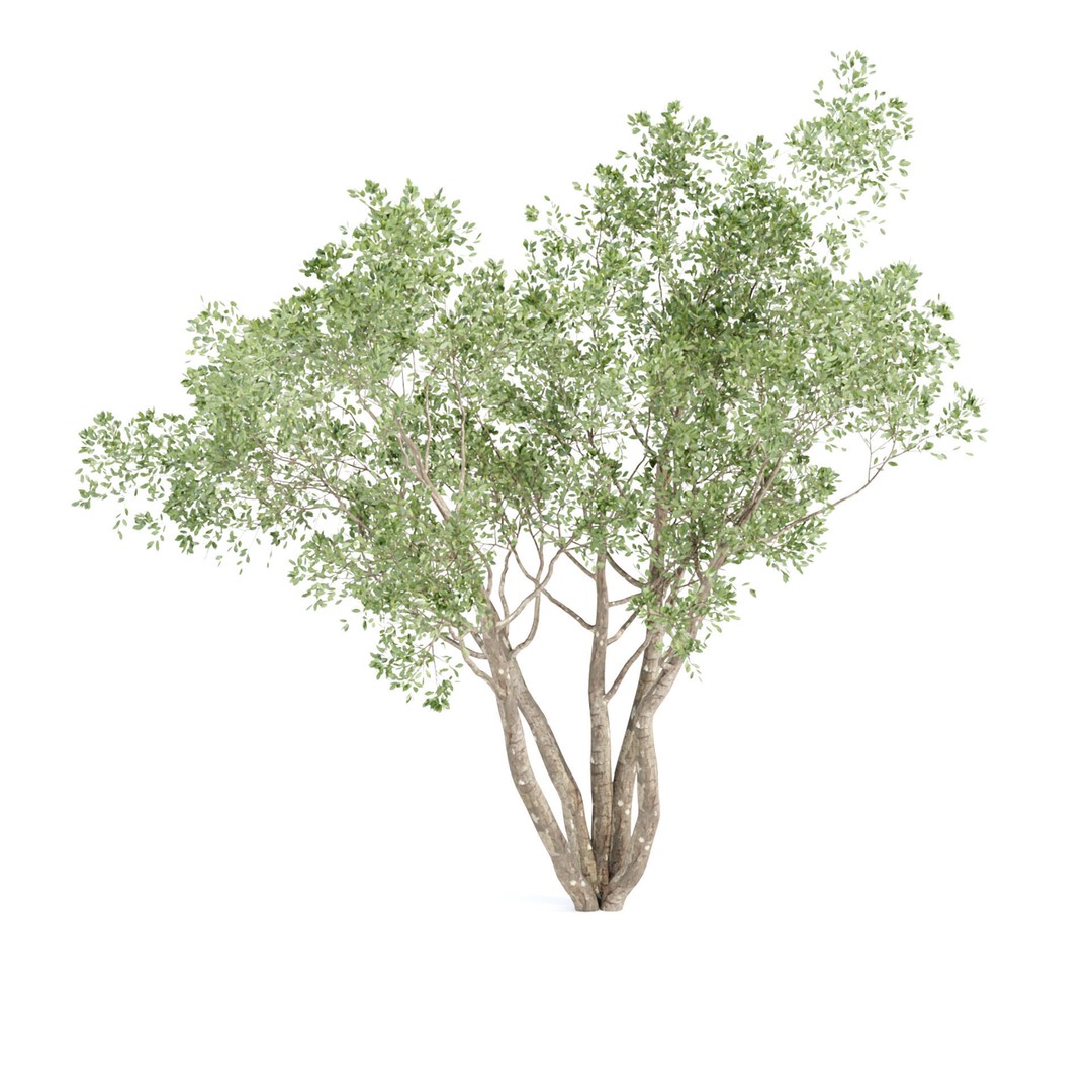 Outdoor Plants 3D Model – PBR Bush Collection, FBX & OBJ - View 11