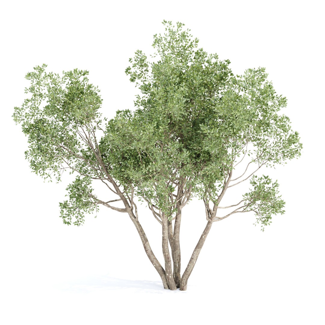 Outdoor Plants 3D Model – PBR Bush Collection, FBX & OBJ - View 12