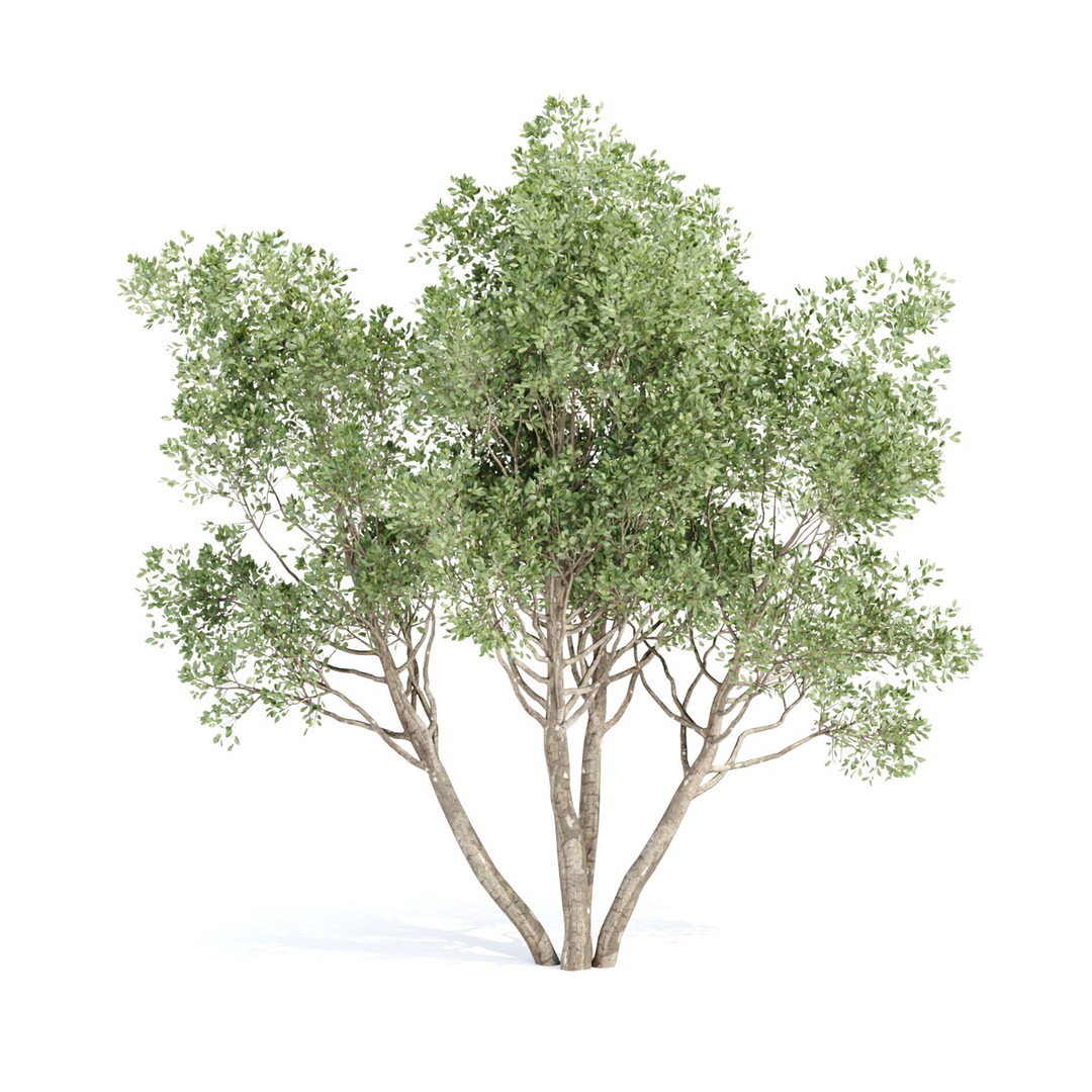 Outdoor Plants 3D Model – PBR Bush Collection, FBX & OBJ - View 13