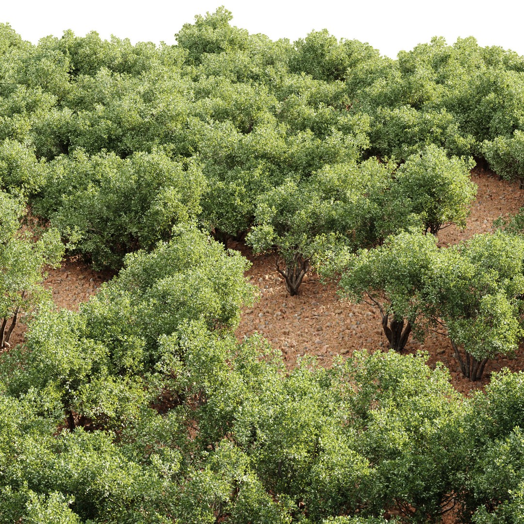 Outdoor Plants 3D Model – PBR Bush Collection, FBX & OBJ - View 3