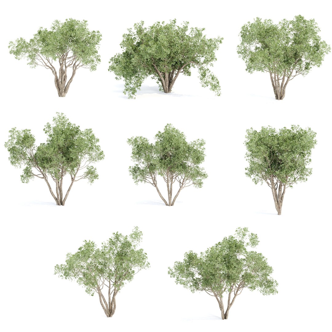Outdoor Plants 3D Model – PBR Bush Collection, FBX & OBJ - View 6
