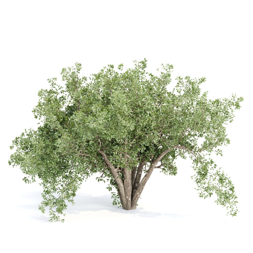 Outdoor Plants 3D Model – PBR Bush Collection, FBX & OBJ - View 8