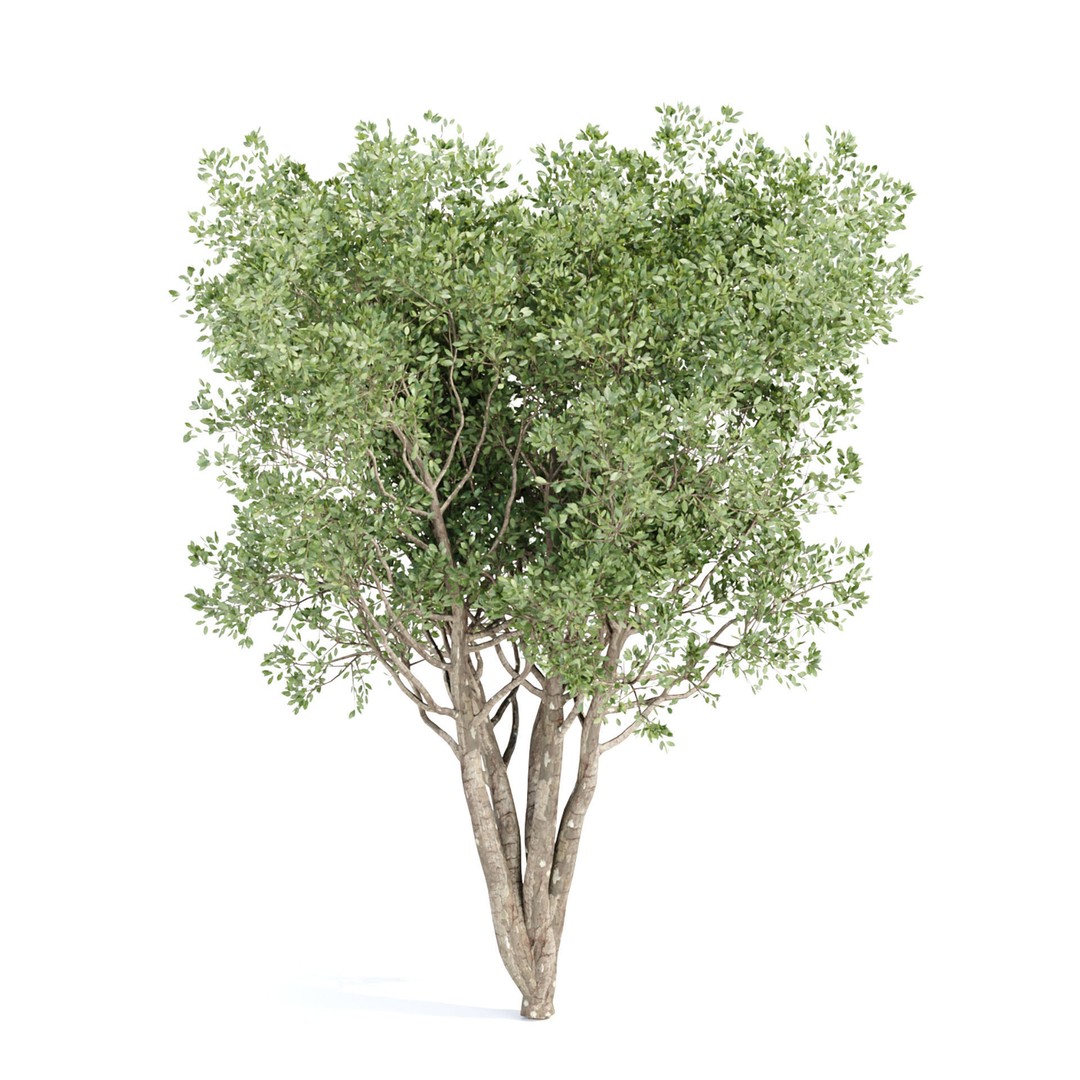 Outdoor Plants 3D Model – PBR Bush Collection, FBX & OBJ - View 9