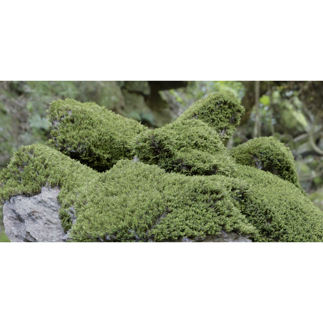 Mossy Rock 3D Model – High Poly Natural Asset, FBX, OBJ, Blender - View 3