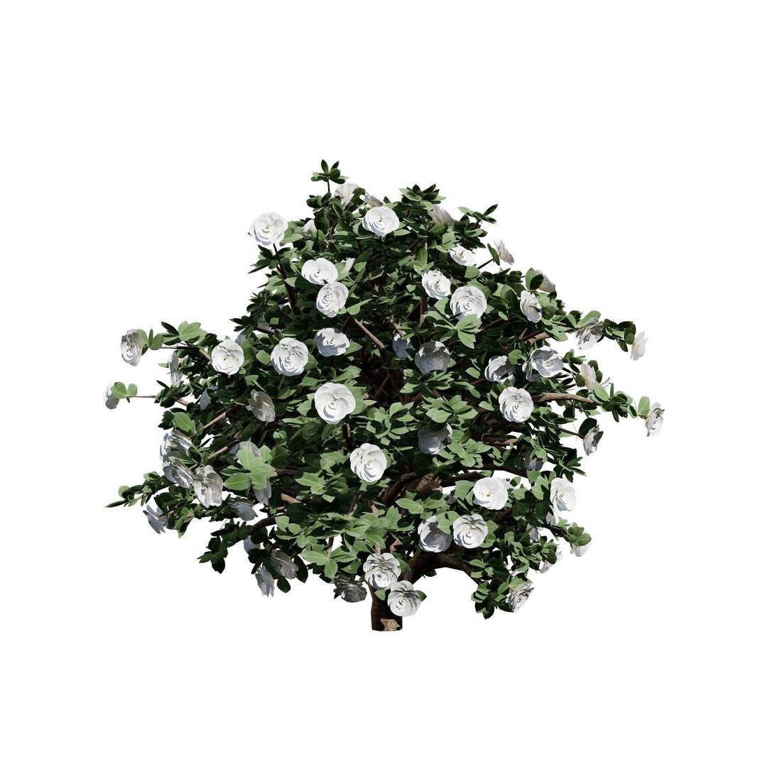 3D Camellia Flower Bush 3D Model – Low Poly PBR Asset for Games and Archviz - View 10