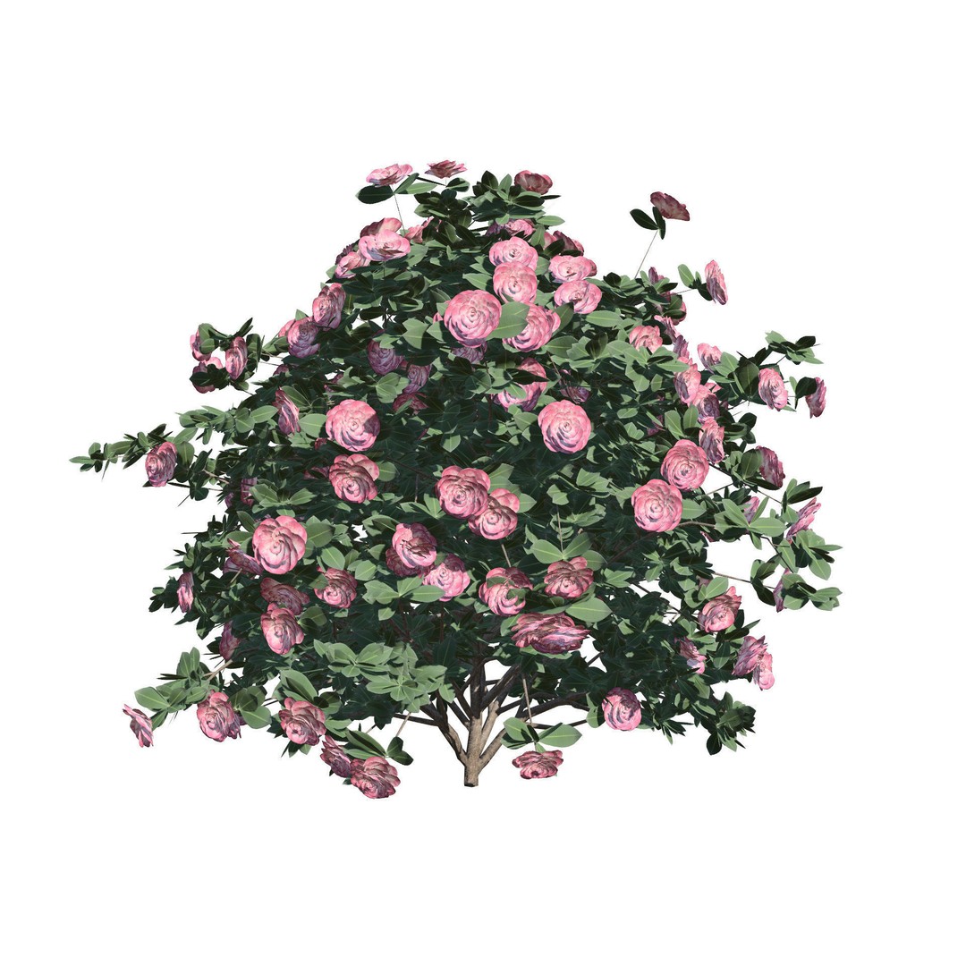 3D Camellia Flower Bush 3D Model – Low Poly PBR Asset for Games and Archviz - View 11