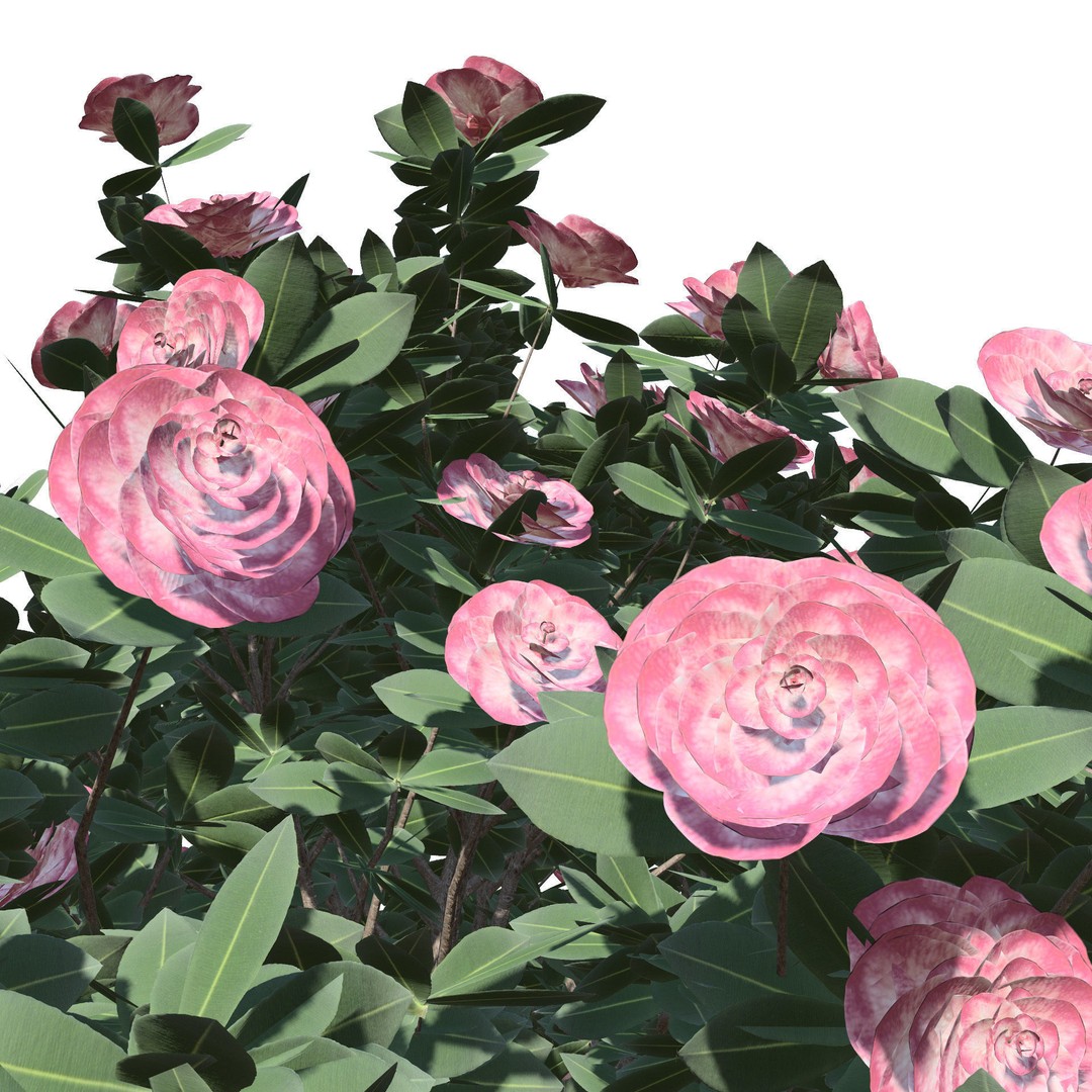 3D Camellia Flower Bush 3D Model – Low Poly PBR Asset for Games and Archviz - View 12