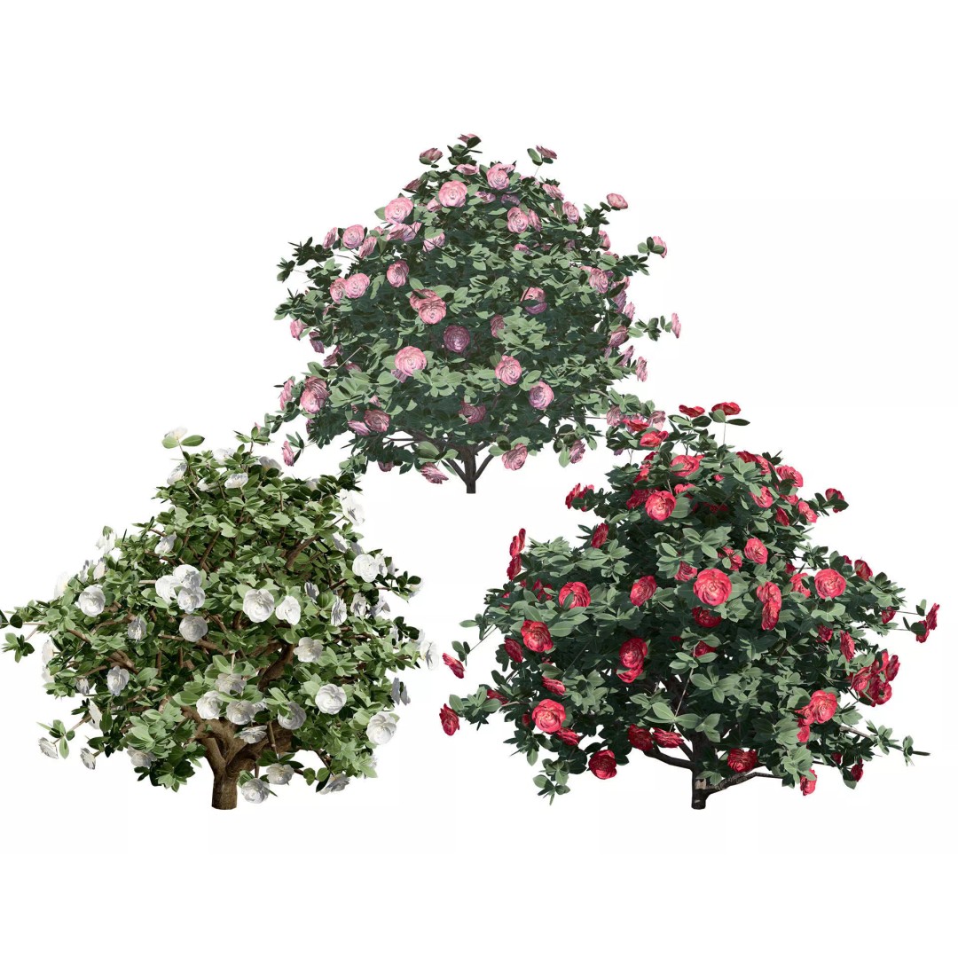 3D Camellia Flower Bush 3D Model – Low Poly PBR Asset for Games and Archviz - View 2