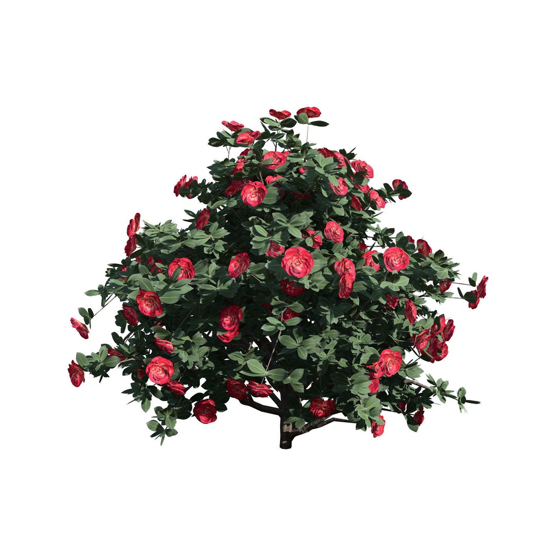 3D Camellia Flower Bush 3D Model – Low Poly PBR Asset for Games and Archviz - View 5