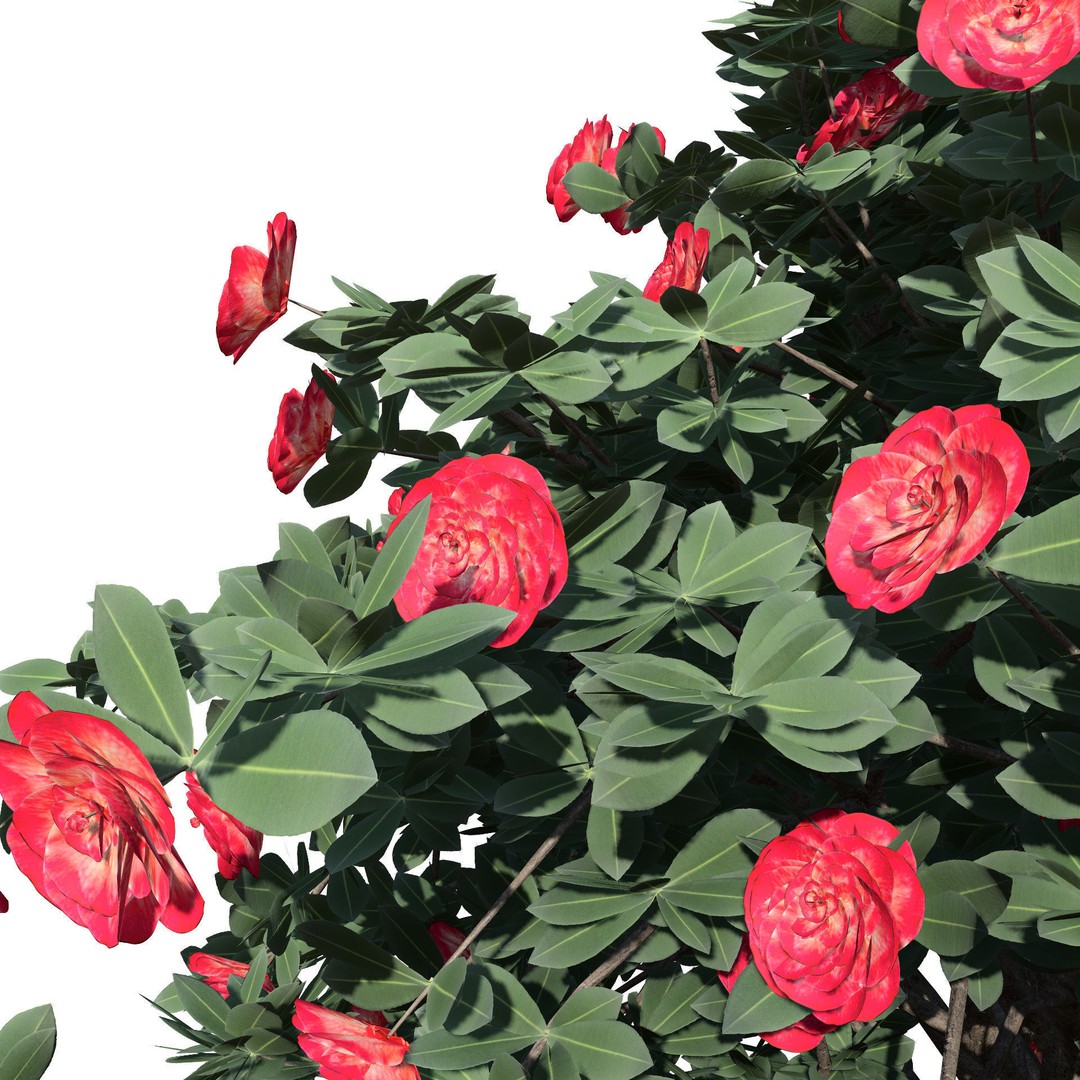 3D Camellia Flower Bush 3D Model – Low Poly PBR Asset for Games and Archviz - View 6