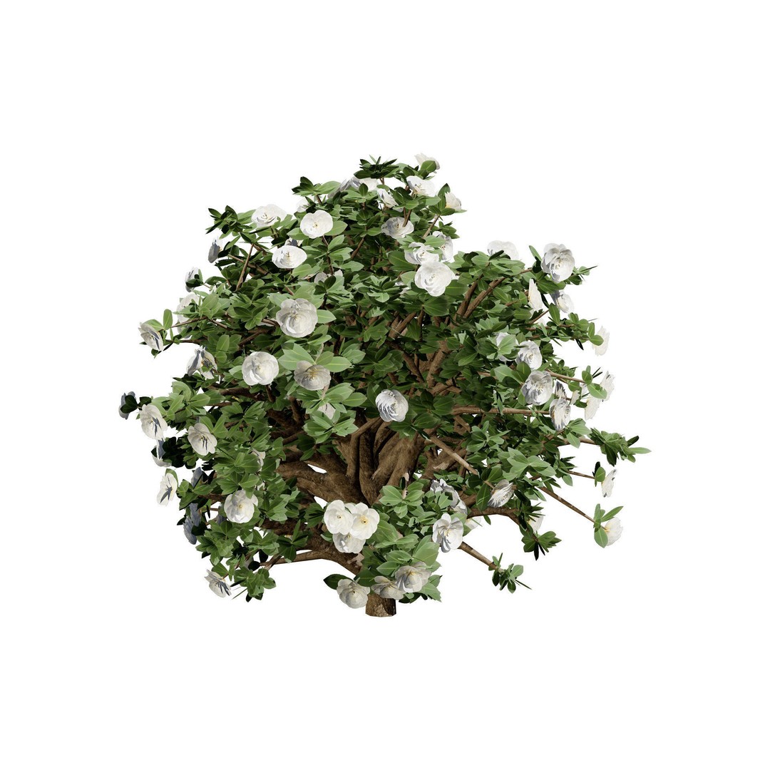 3D Camellia Flower Bush 3D Model – Low Poly PBR Asset for Games and Archviz - View 7