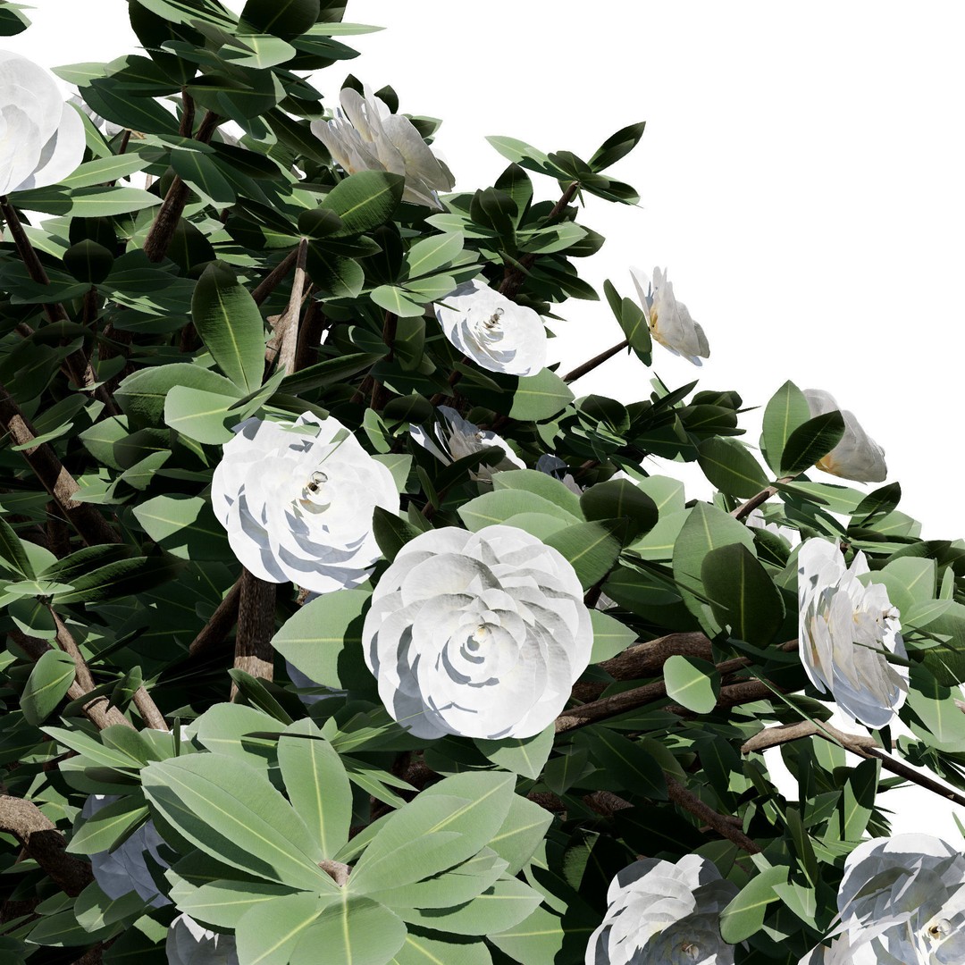 3D Camellia Flower Bush 3D Model – Low Poly PBR Asset for Games and Archviz - View 8