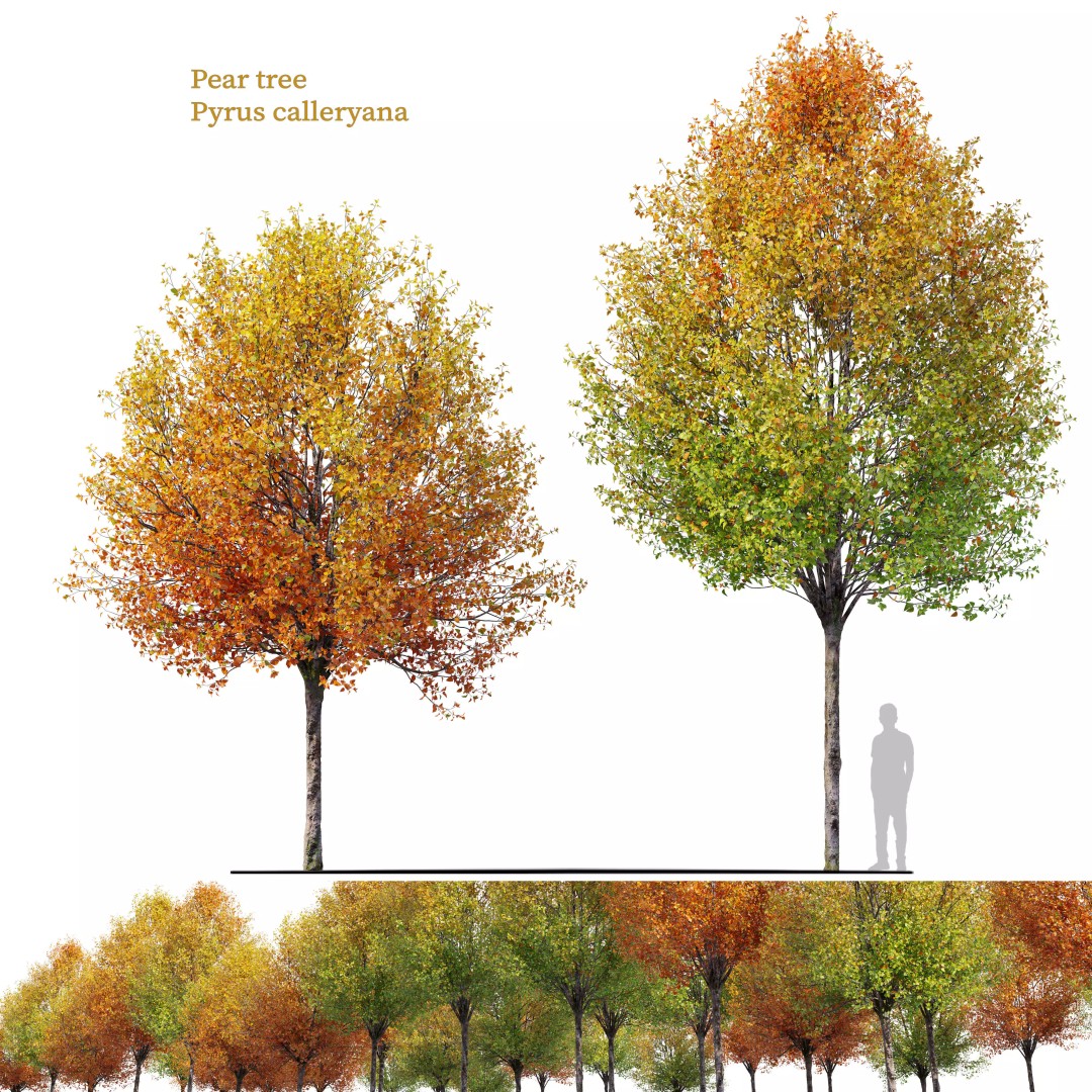 Autumn Pear Tree 3D Model – High Poly Game Asset, FBX, PBR - View 2
