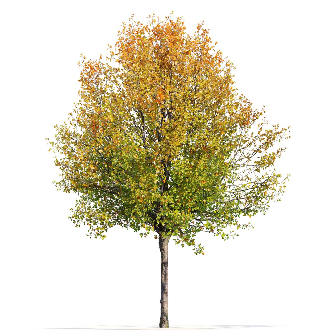 Autumn Pear Tree 3D Model – High Poly Game Asset, FBX, PBR - View 3