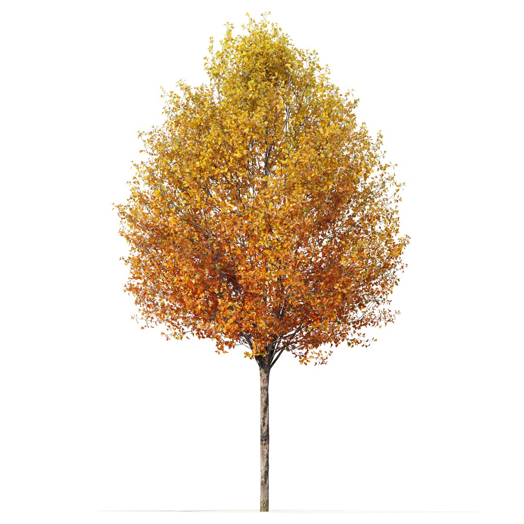 Autumn Pear Tree 3D Model – High Poly Game Asset, FBX, PBR - View 4