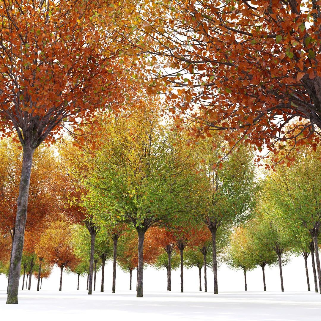Autumn Pear Tree 3D Model – High Poly Game Asset, FBX, PBR - View 6