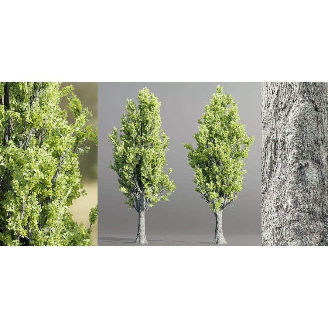 Poplar Trees 3D Model – High Poly PBR Asset for Blender, FBX, OBJ - View 2