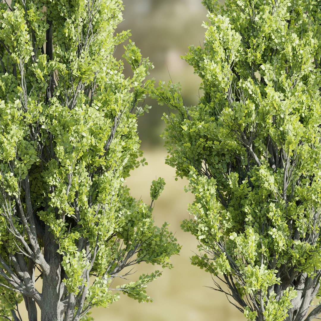 Poplar Trees 3D Model – High Poly PBR Asset for Blender, FBX, OBJ - View 3